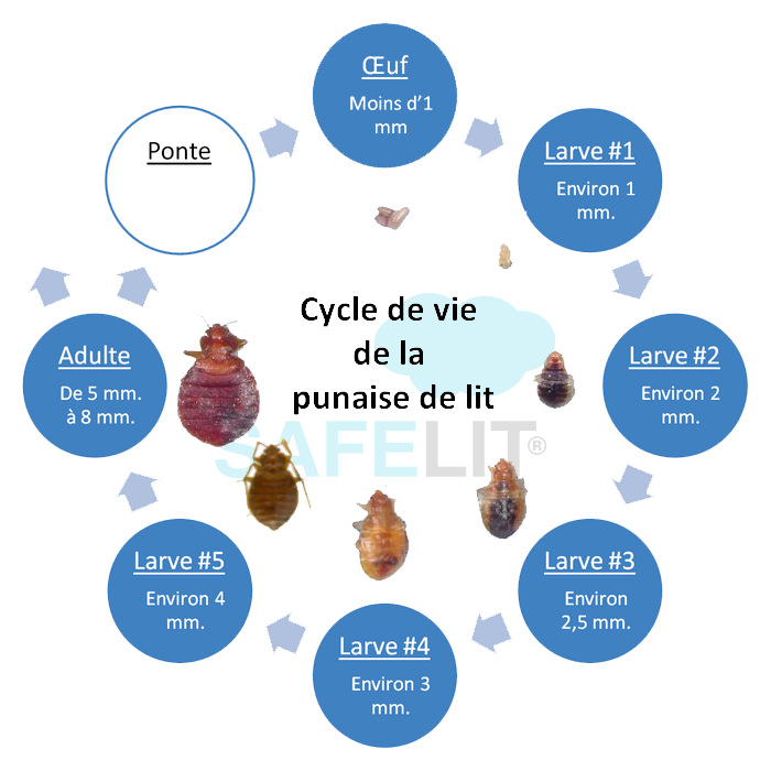 cycle-de-vie-punaise-de-lit.png